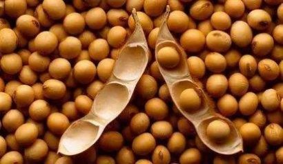 食用大豆及其制品对男性生殖有影响吗？