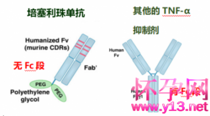 有没有全孕期可用的TNF-α抑制剂