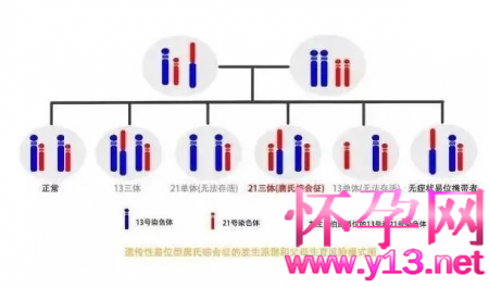 染色体易位是什么意思？