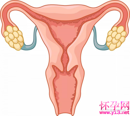 正常卵巢是如何分配工作的?怎么找到最佳受孕时机？