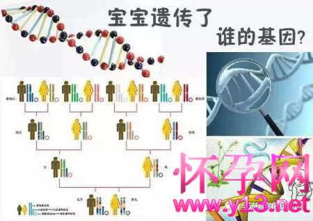 孩子身高、智商和相貌，是夫妻谁的基因决定了？