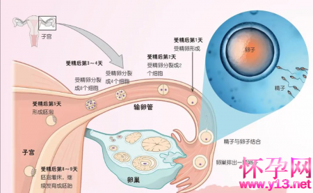 双胞胎是如何形成的？